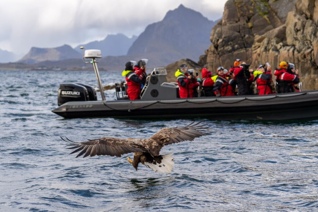 Sea eagle safari Lofoten Svolvær