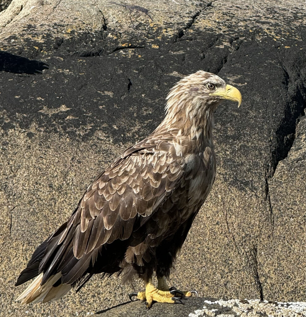 Voksen havørn i Lofoten, Svolvær. Bilde er tatt på havørnsafari med Go2Lofoten.